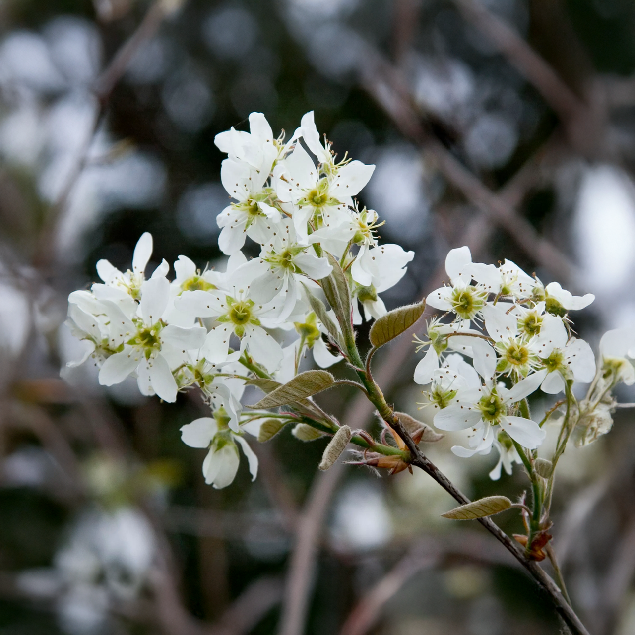Amélanchier 'Autumn Brilliance'