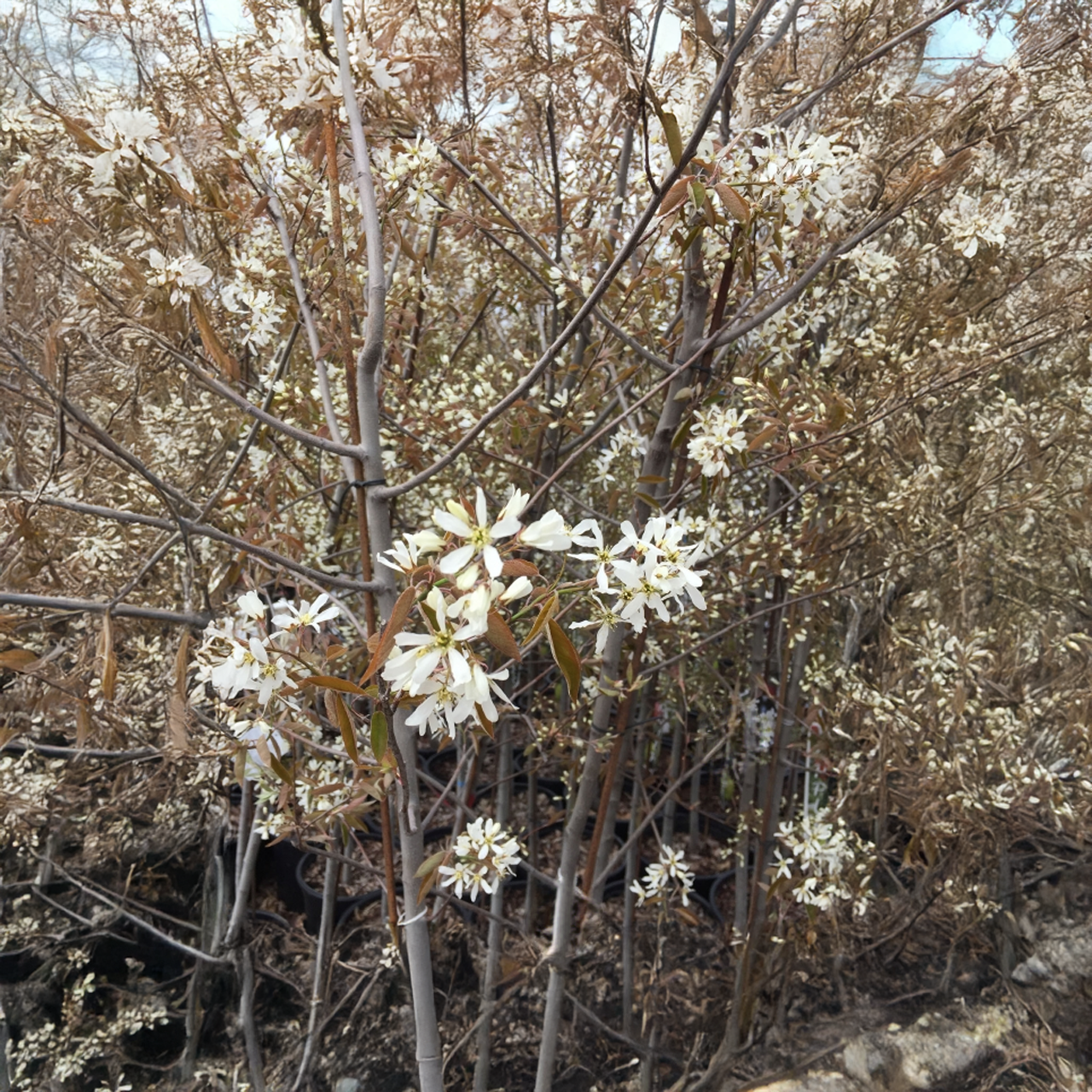 Amélanchier 'Autumn Brilliance'