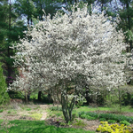 Amélanchier 'Autumn Brilliance'