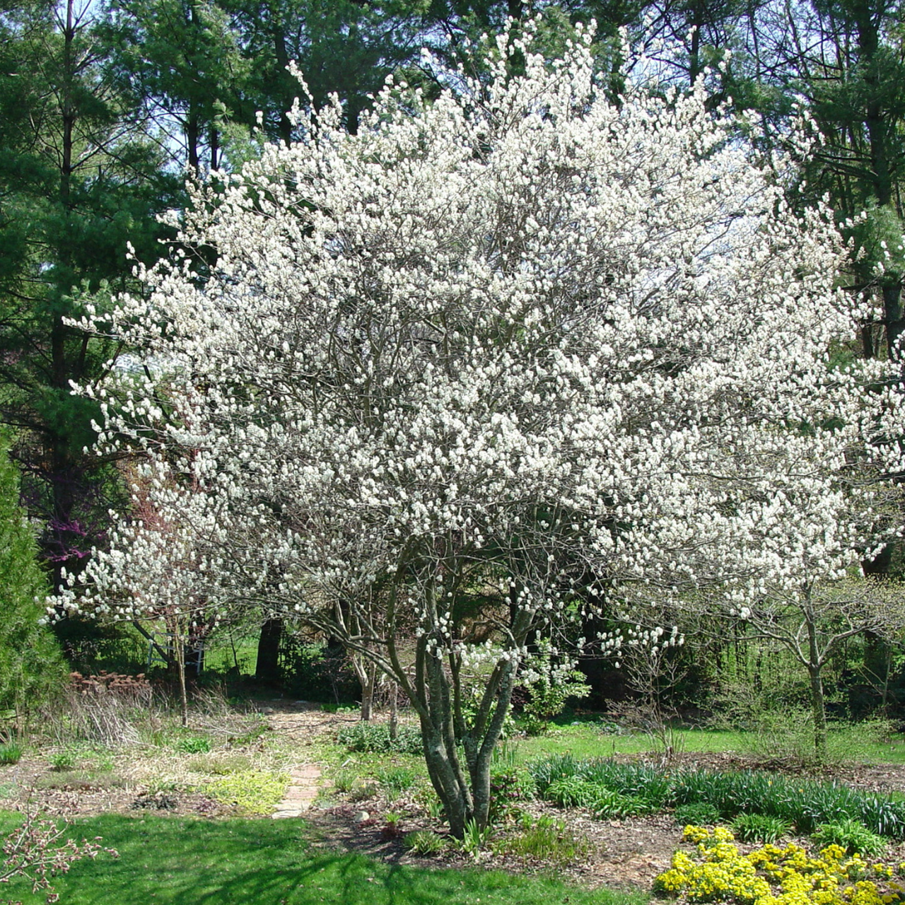 Amélanchier 'Autumn Brilliance'