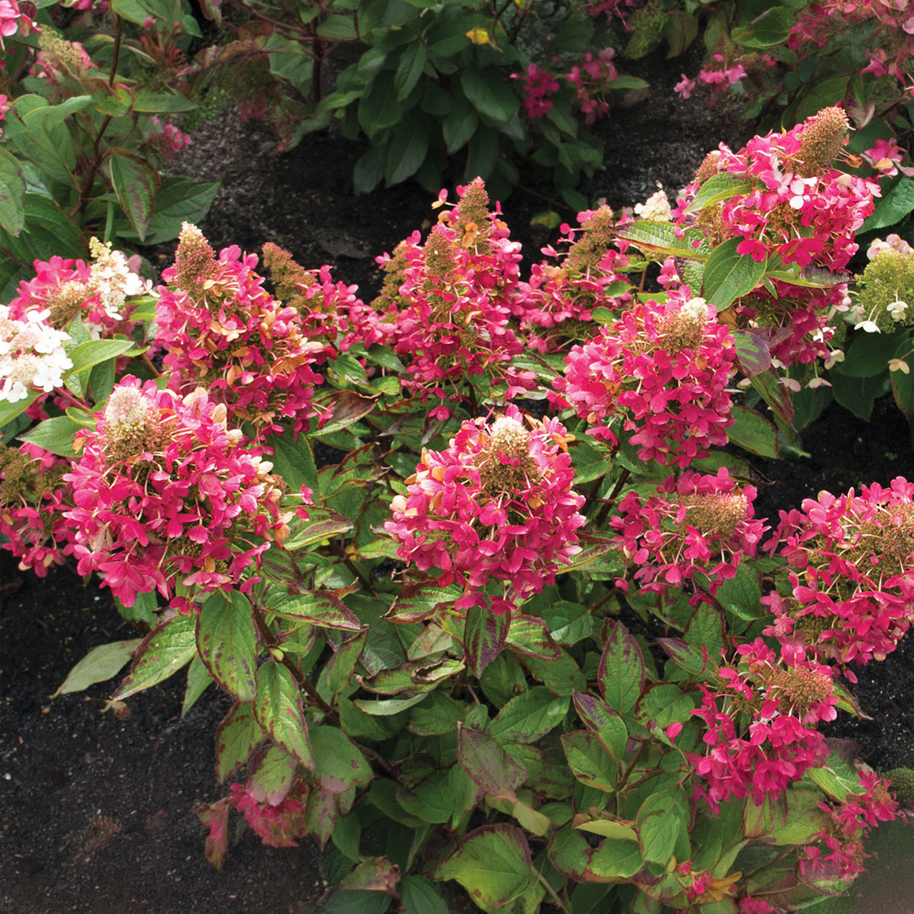 Hortensia Flare