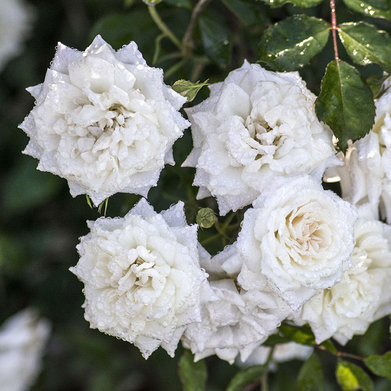 Rose double blanche « White Drift »