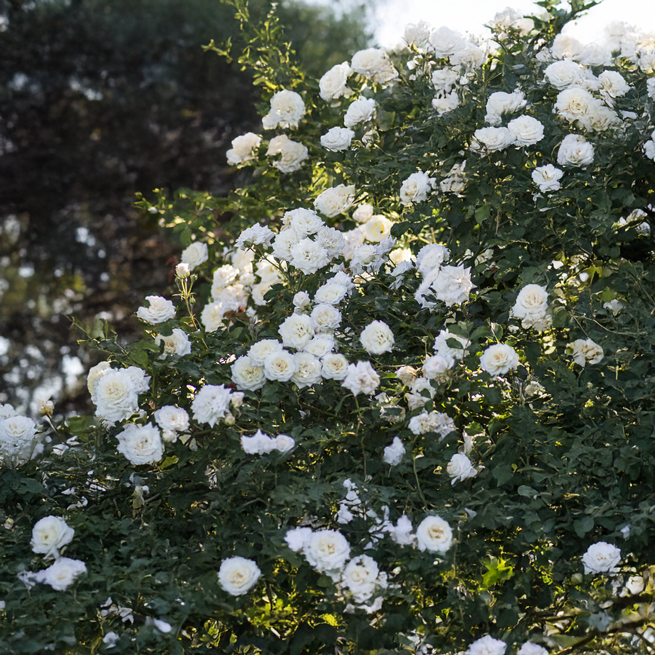 Rose double blanche « White Drift »