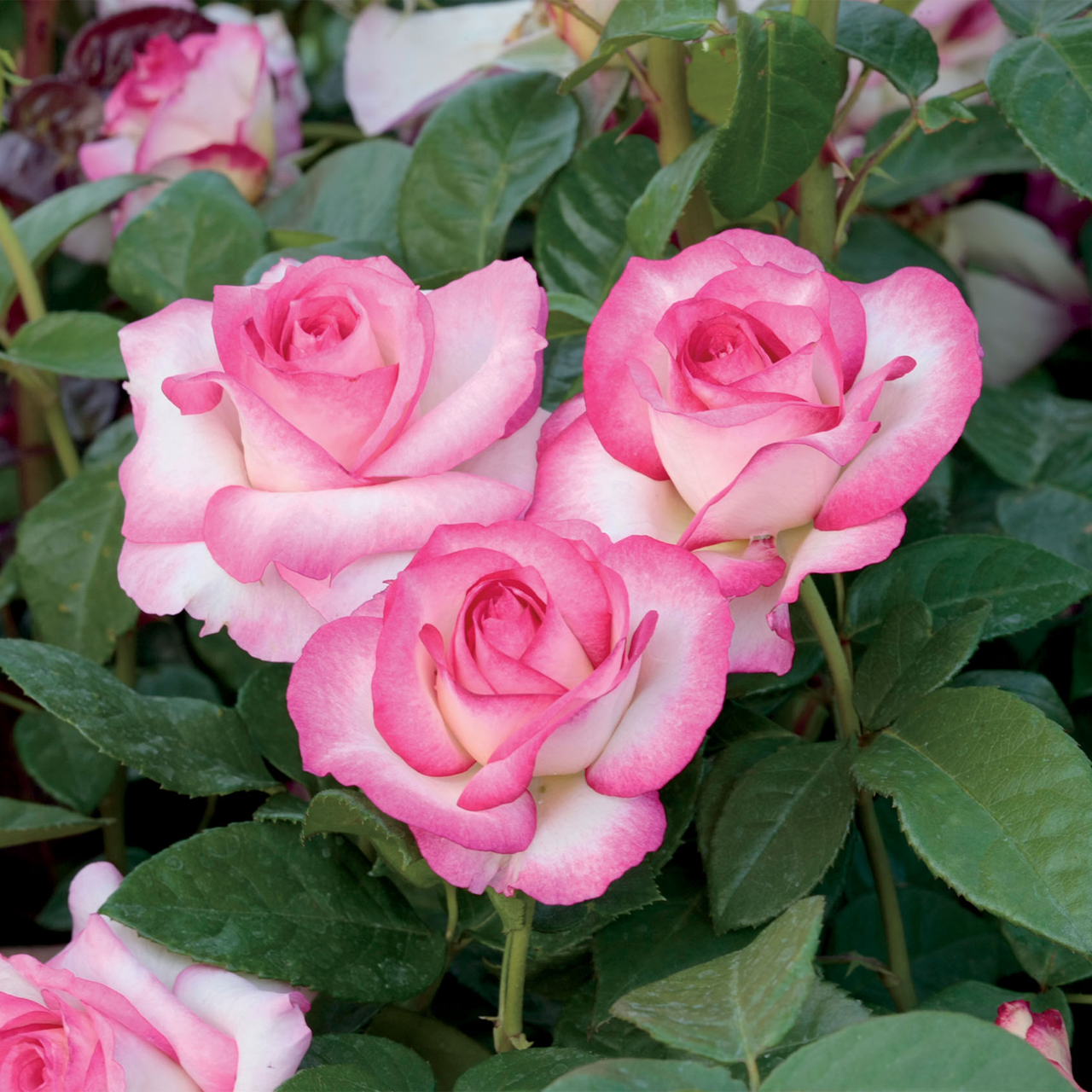 Rose grande blanche et rose « Miss Sympathie »