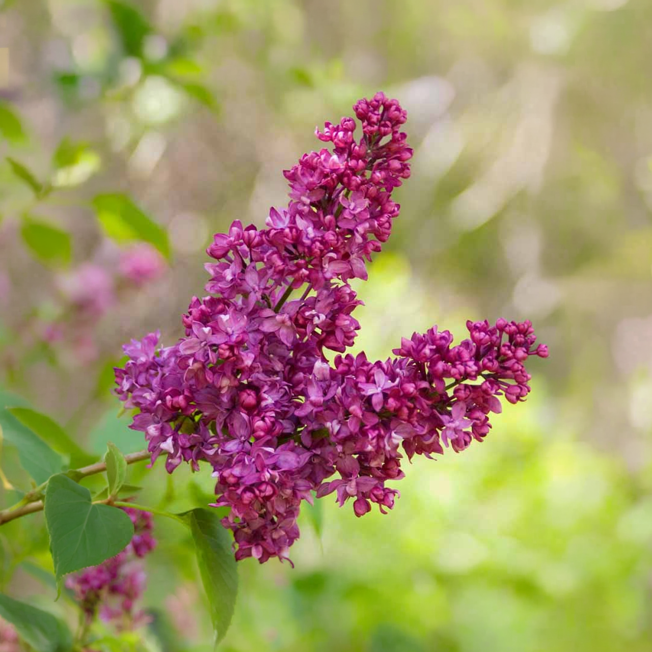 Lilas Charles Joly