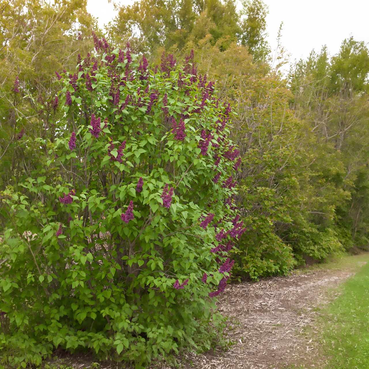 Lilas Charles Joly