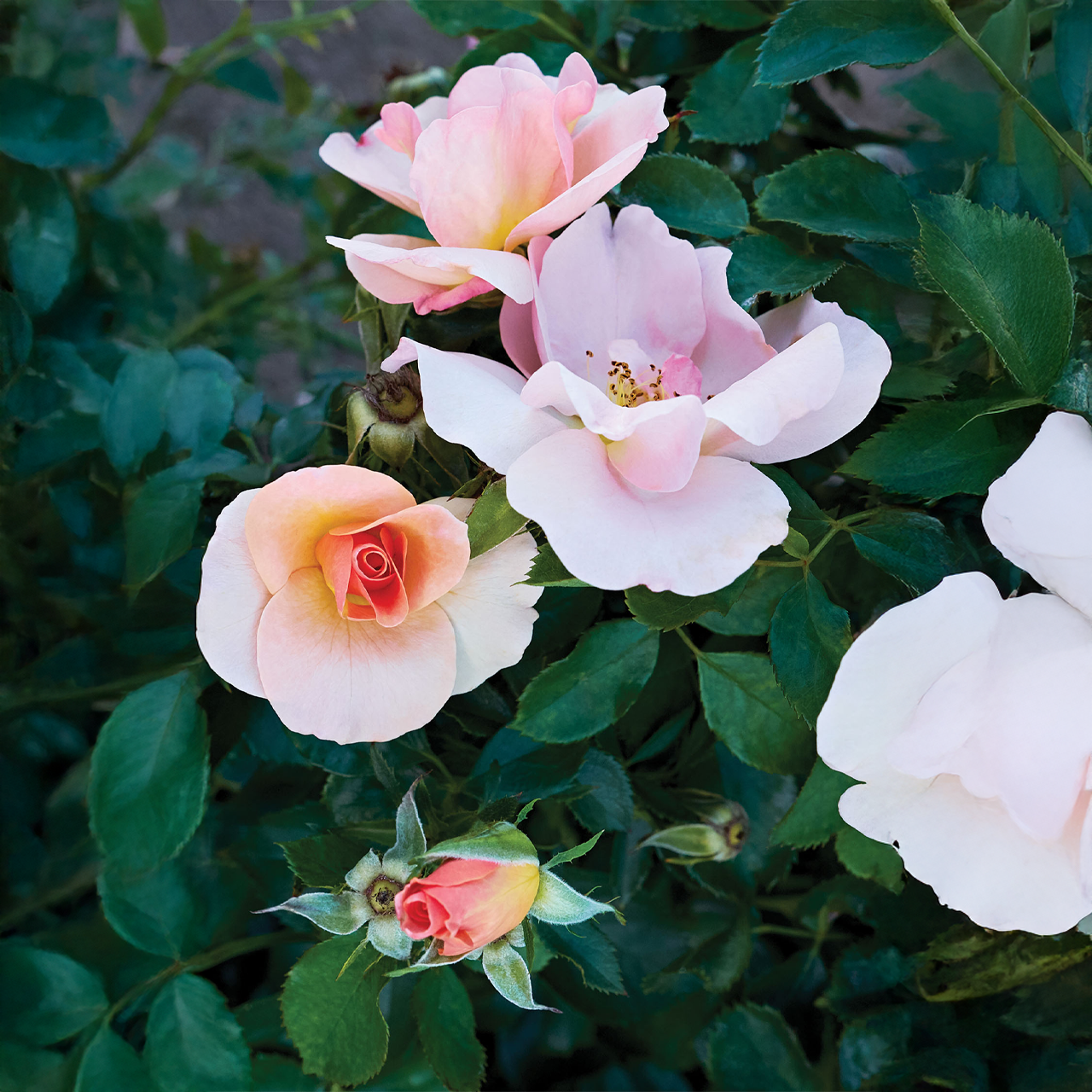 Rose corail exotique « Lever de soleil chinook »