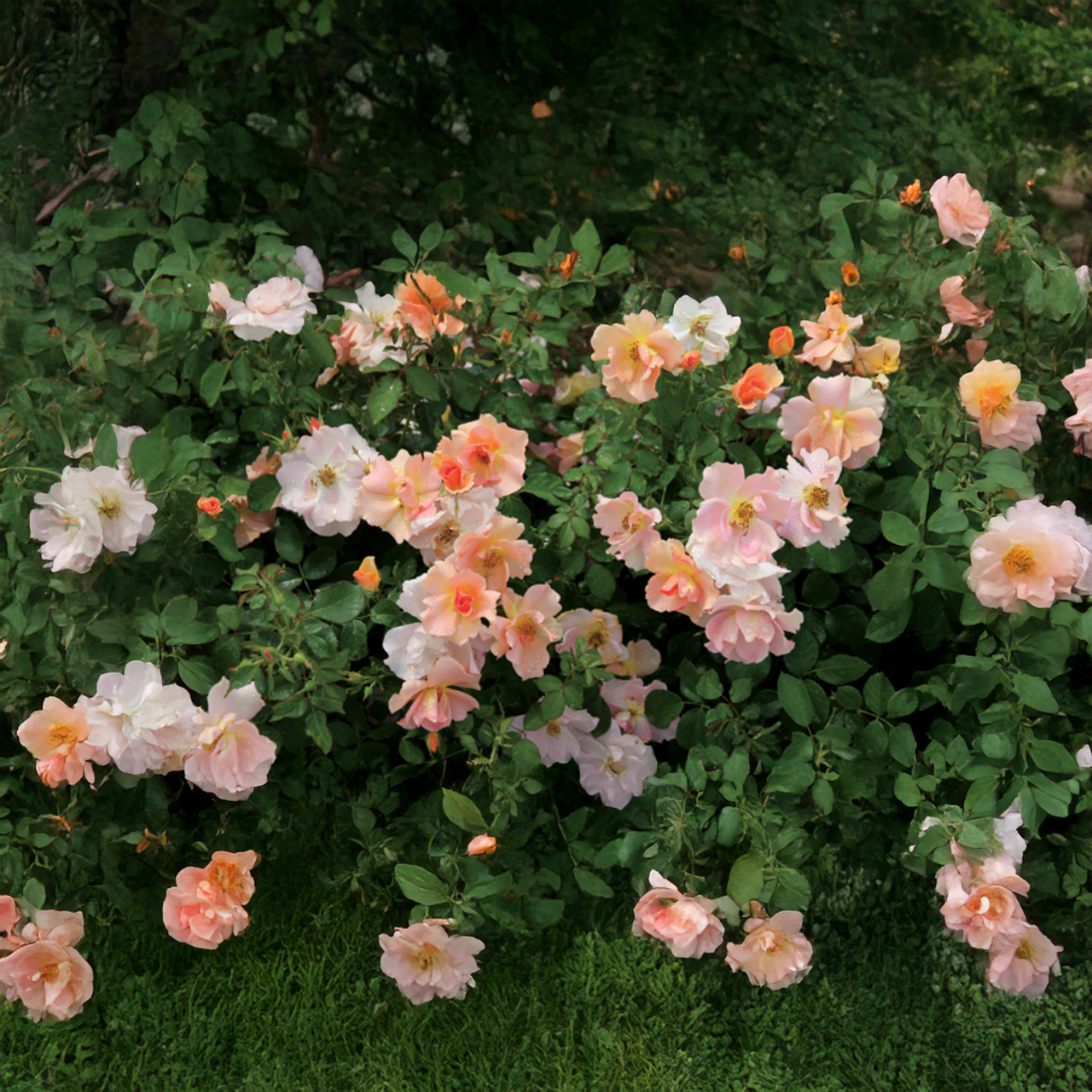 Rose corail exotique « Lever de soleil chinook »