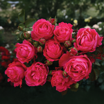 Rosier hybride de thé rose cerise foncé « Fiji Eleganza »