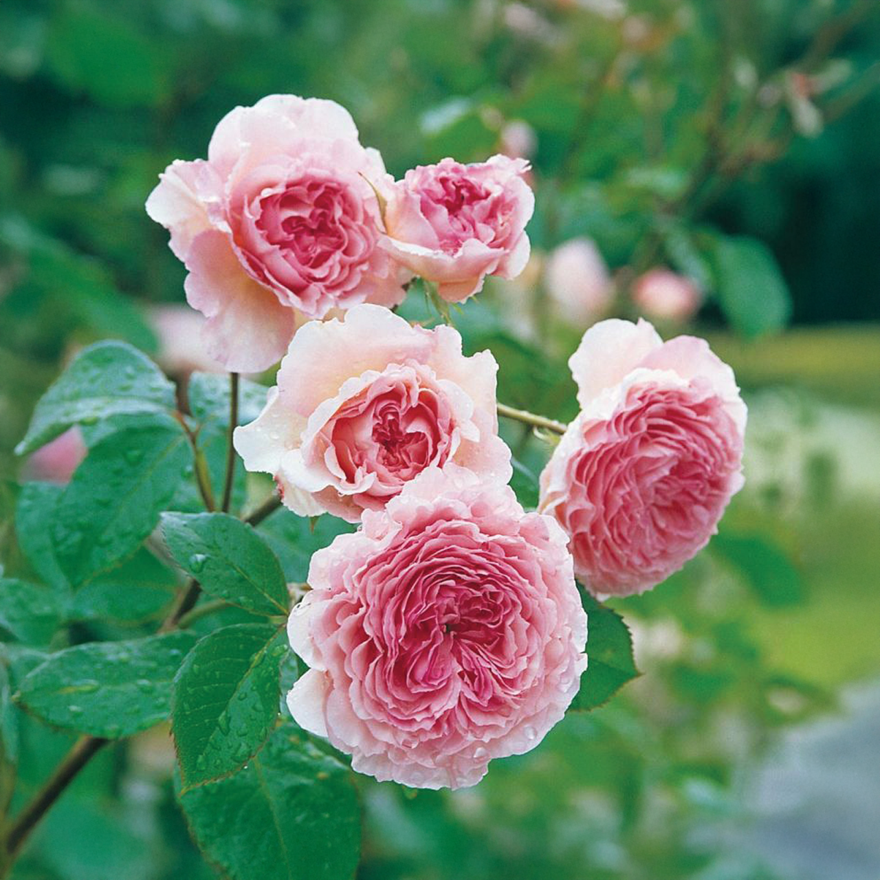 Rose « James Galway » David Austin