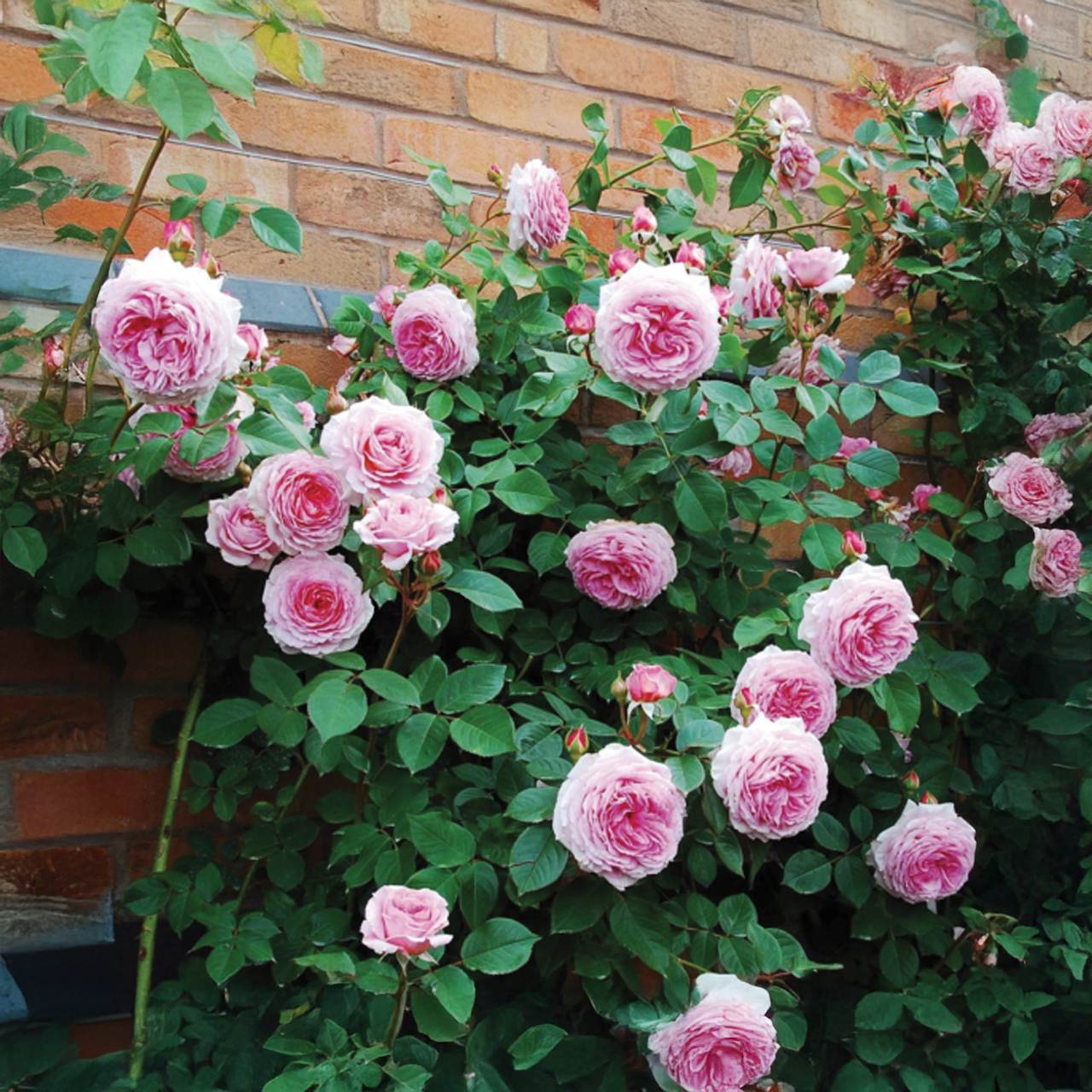 Rose « James Galway » David Austin