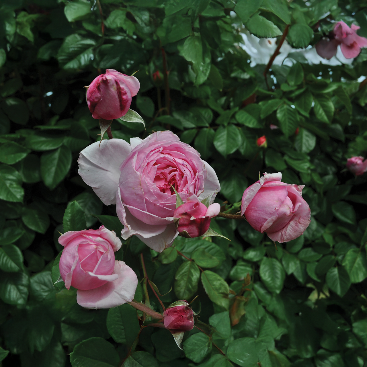 Rose grimpante rose « Embrasse-moi Kate »