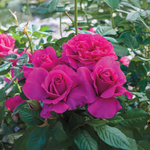 Rose rose « Pretty Lady »