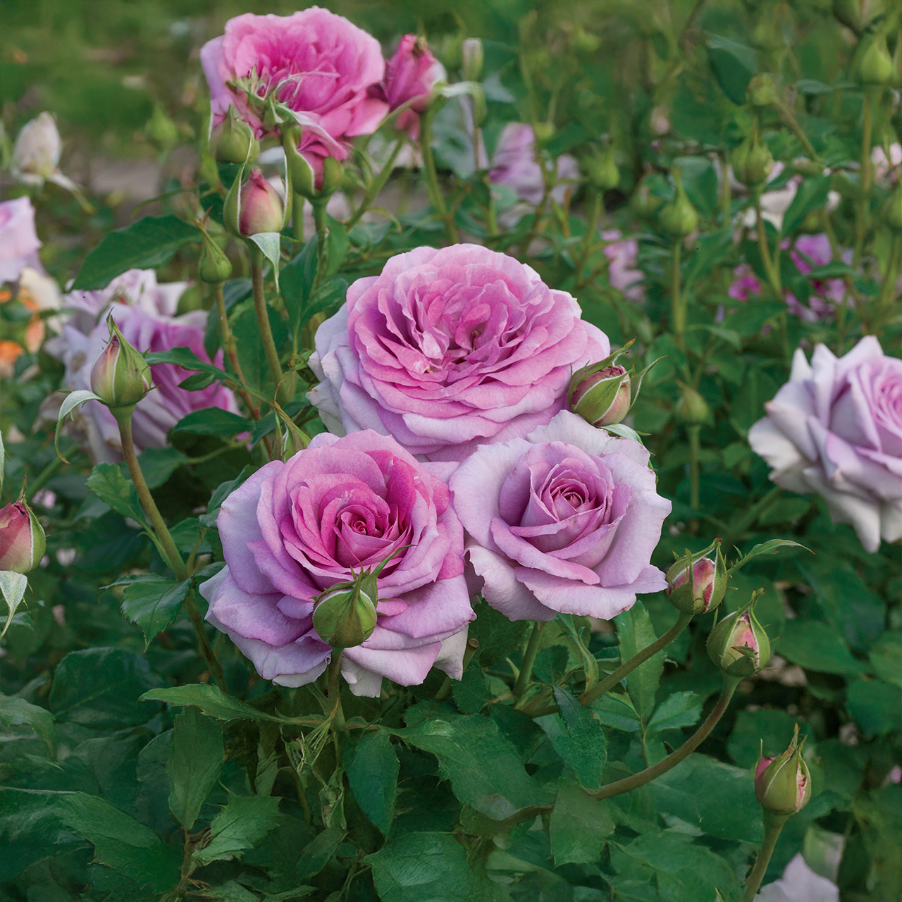 Rose lavande « La fierté de Violette »