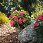 Hortensia « Coup de foudre d'été »