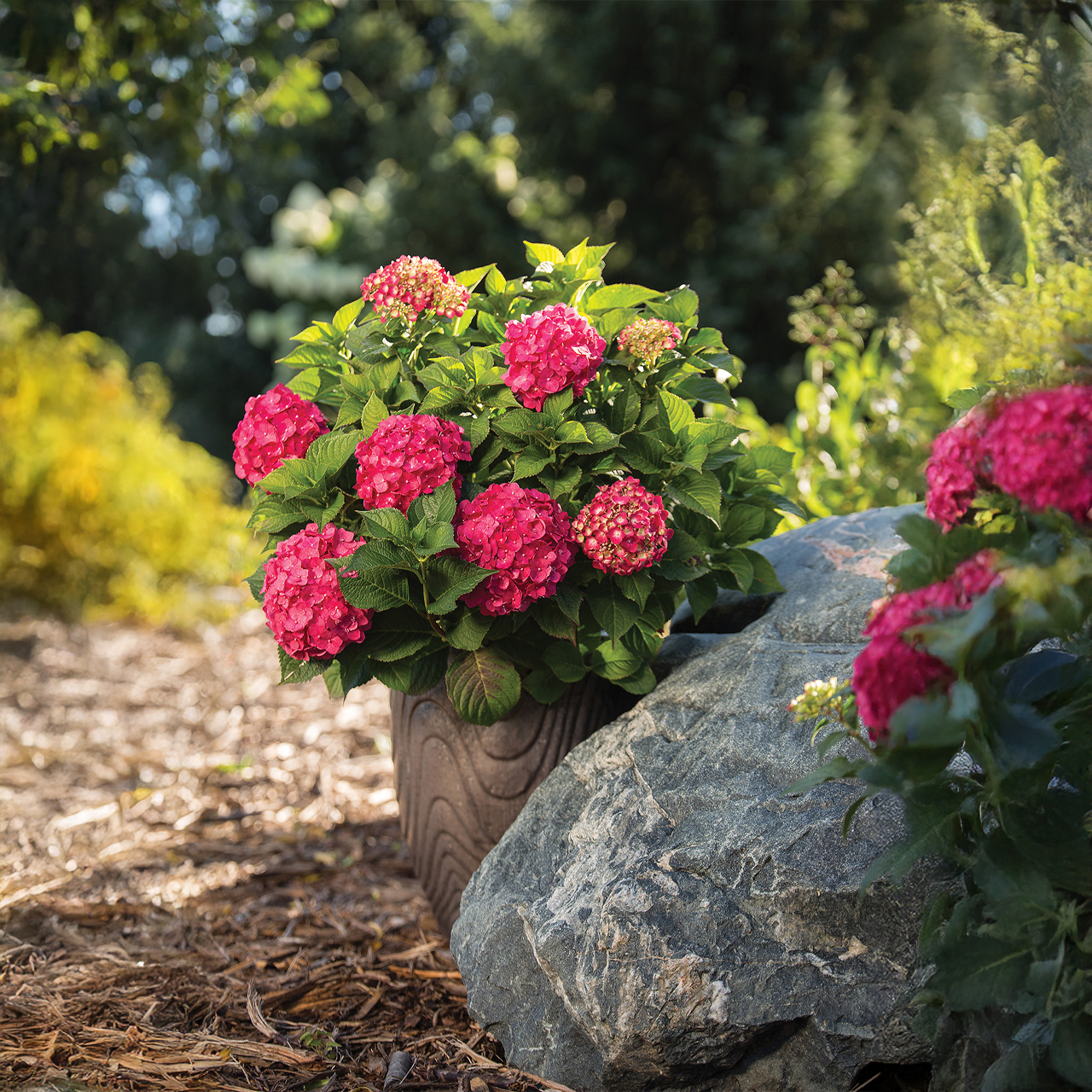 Hortensia « Coup de foudre d'été »