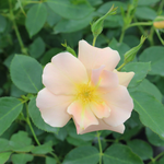 Rosier corail standard exotique "Chinook Sunrise" de 90 cm