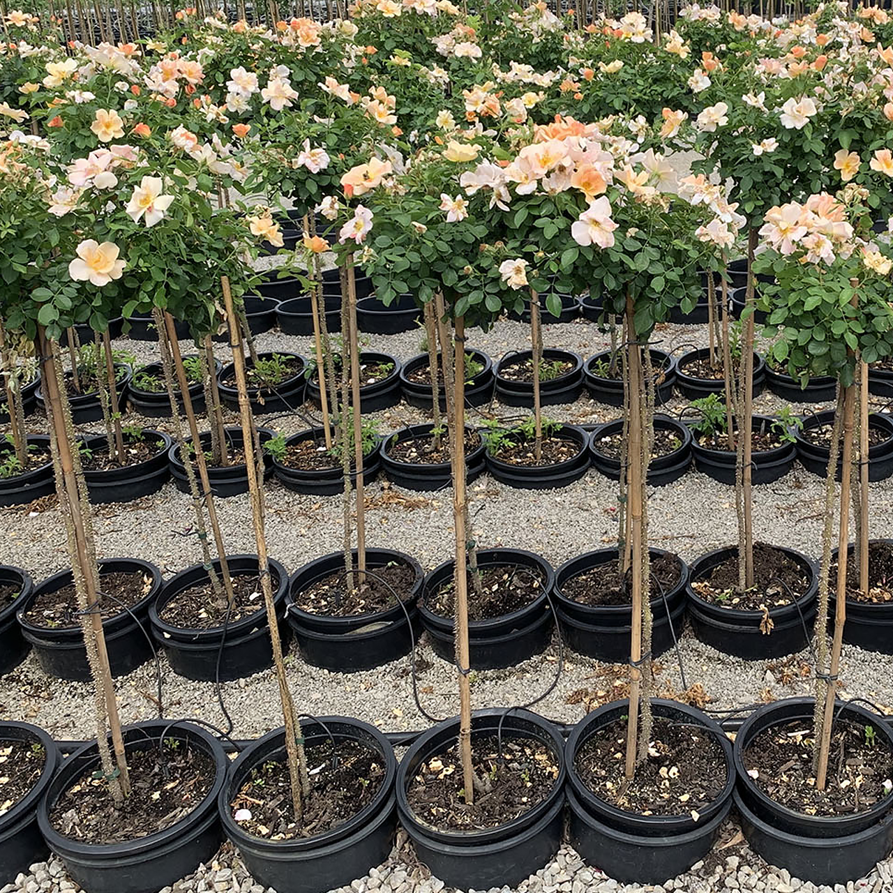 Rosier corail standard exotique "Chinook Sunrise" de 90 cm