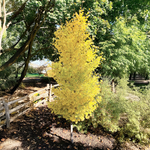 "Ginkgo 'Goldspire'"