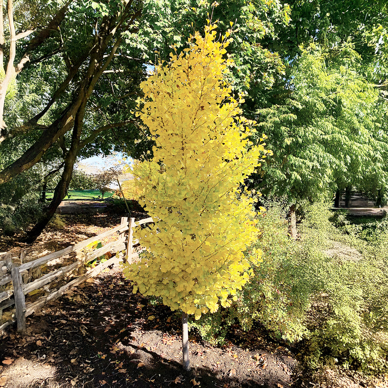 "Ginkgo 'Goldspire'"