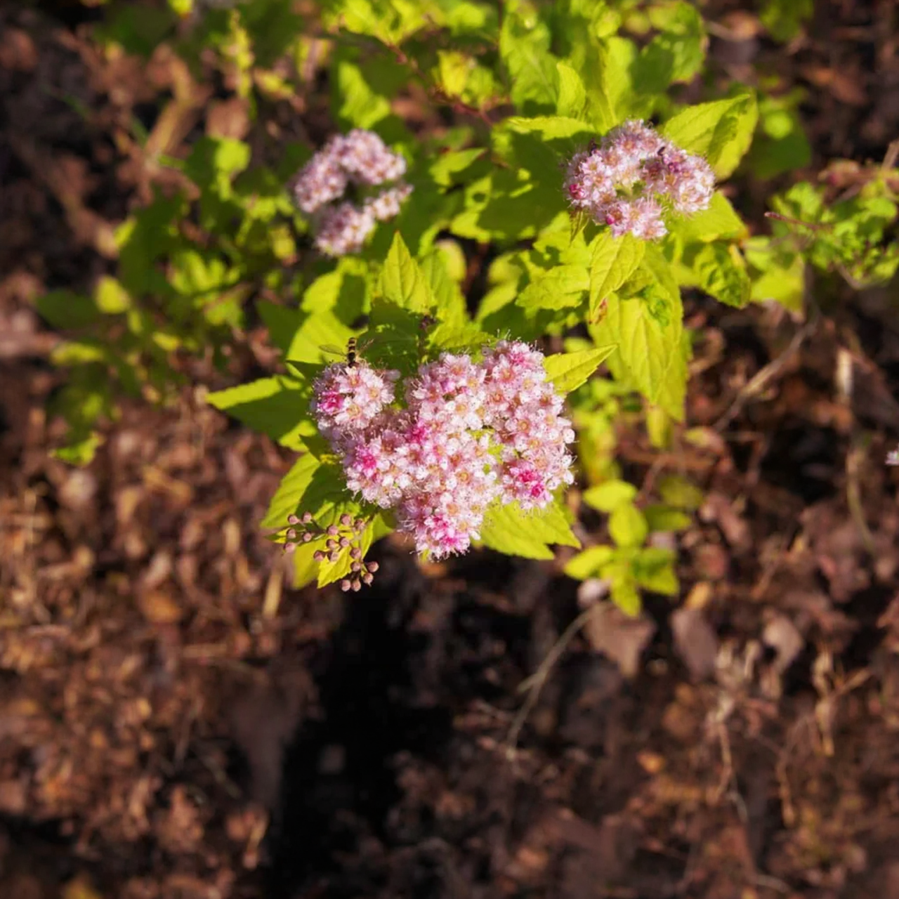 Spiraea japonica 'Goldmound'