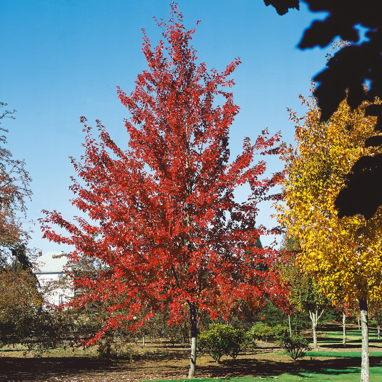 Érable "Autumn Fantasy" 225cm