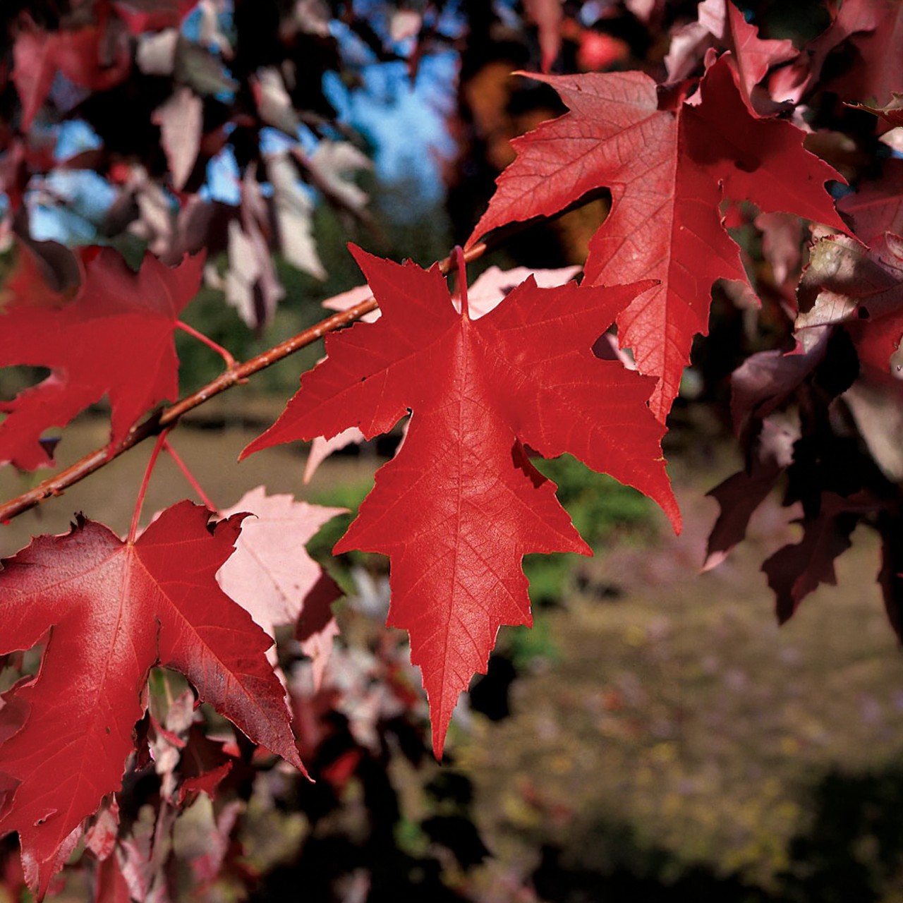Érable "Autumn Fantasy" 225cm