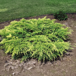 Juniperus chinensis 'Old Gold'