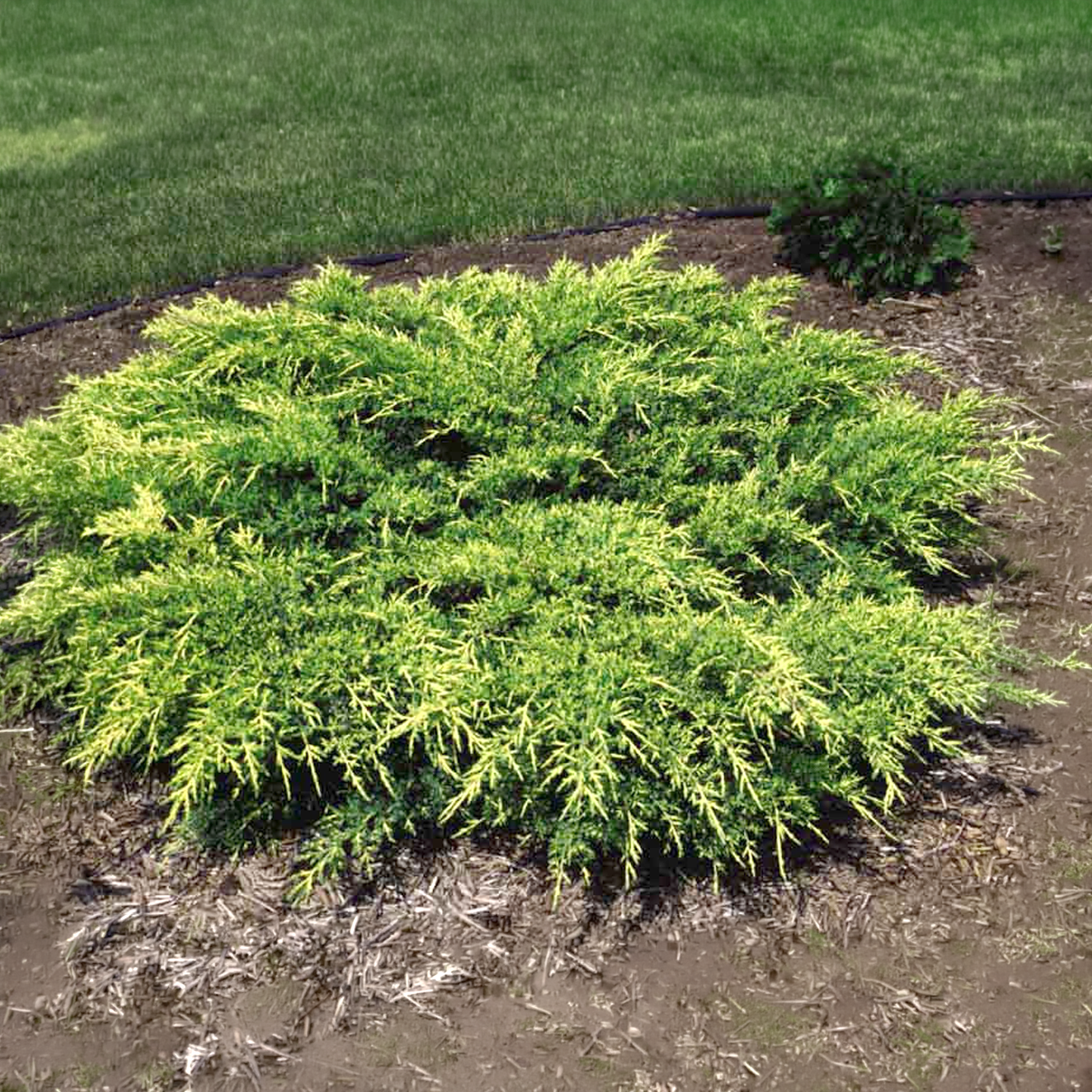 Juniperus chinensis 'Old Gold'