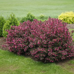 Weigela florida 'Wine and Roses' Proven Winners