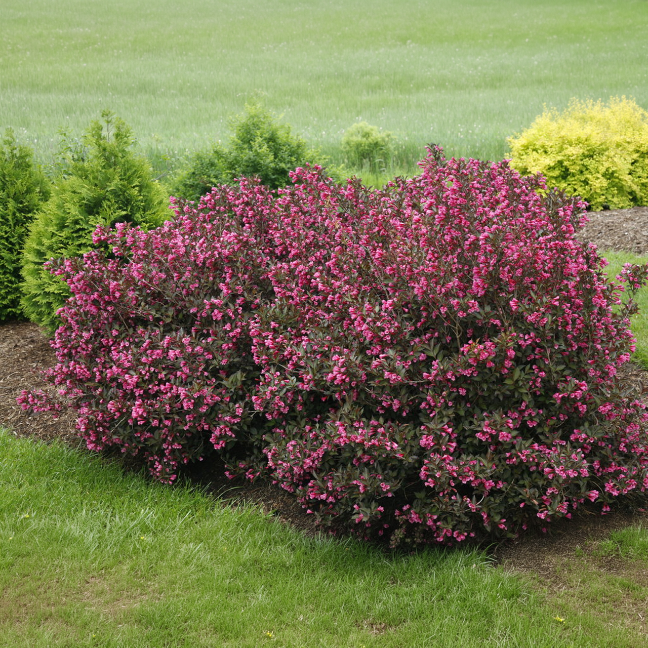 Weigela florida 'Wine and Roses' Proven Winners
