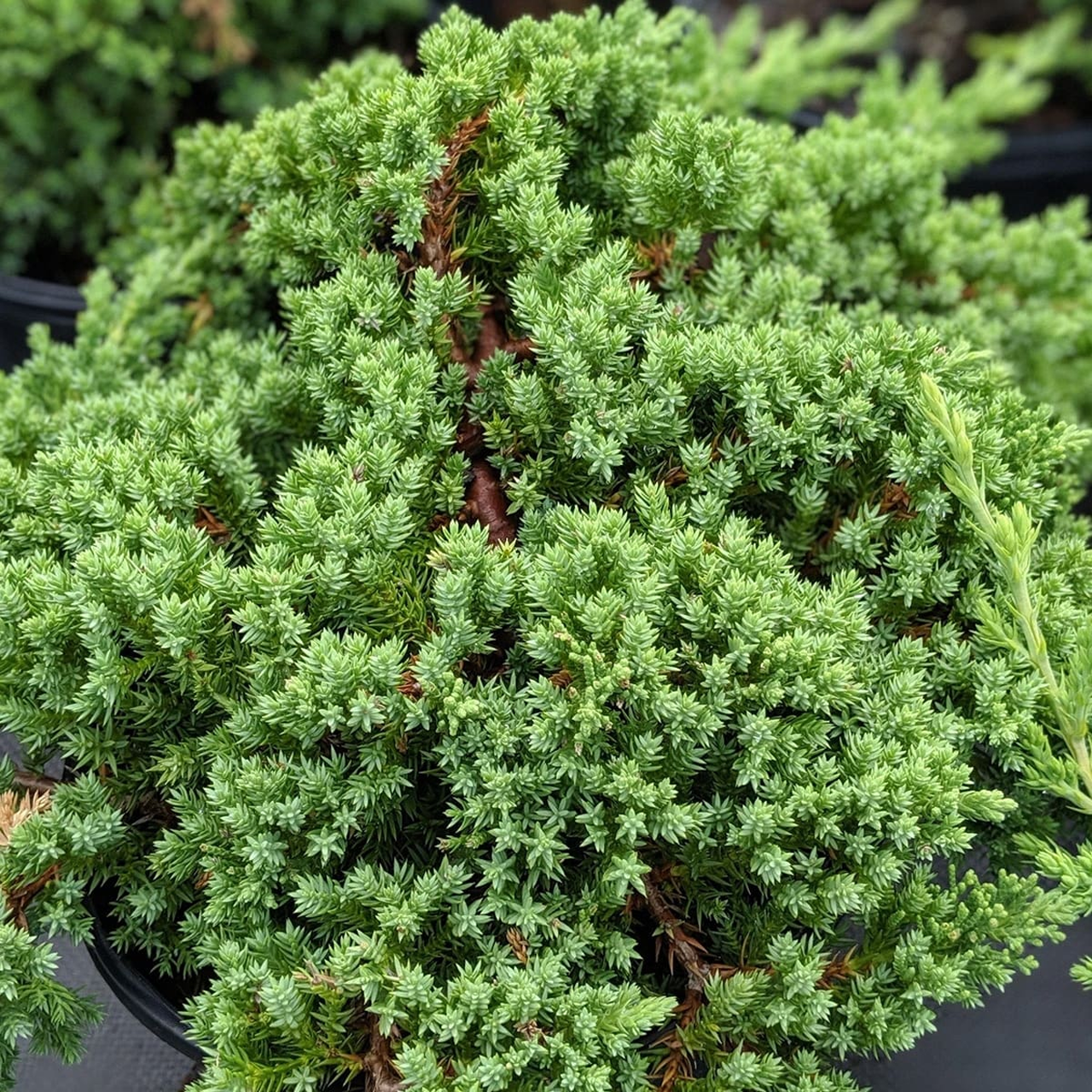 Juniperus procumbens 'Nana'