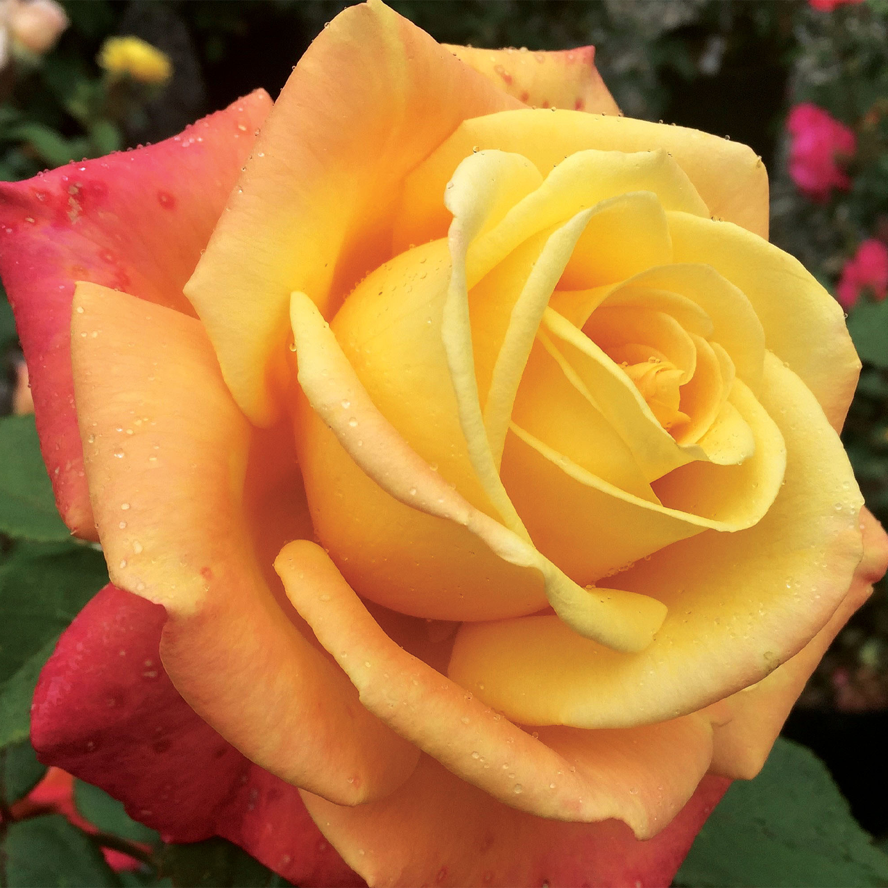 Rose jaune-rouge tendre « Une dame ne le dit jamais »