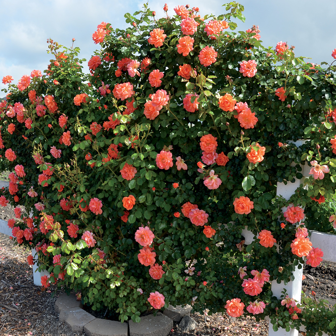 Rose grimpante orange « Above All »
