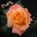 Rose « Rosemary Harkness »