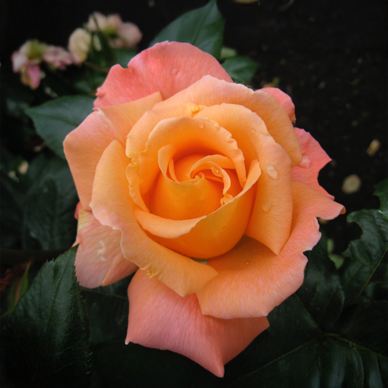 Rose « Rosemary Harkness »