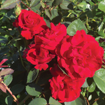 Rose rouge « Gloire canadienne »