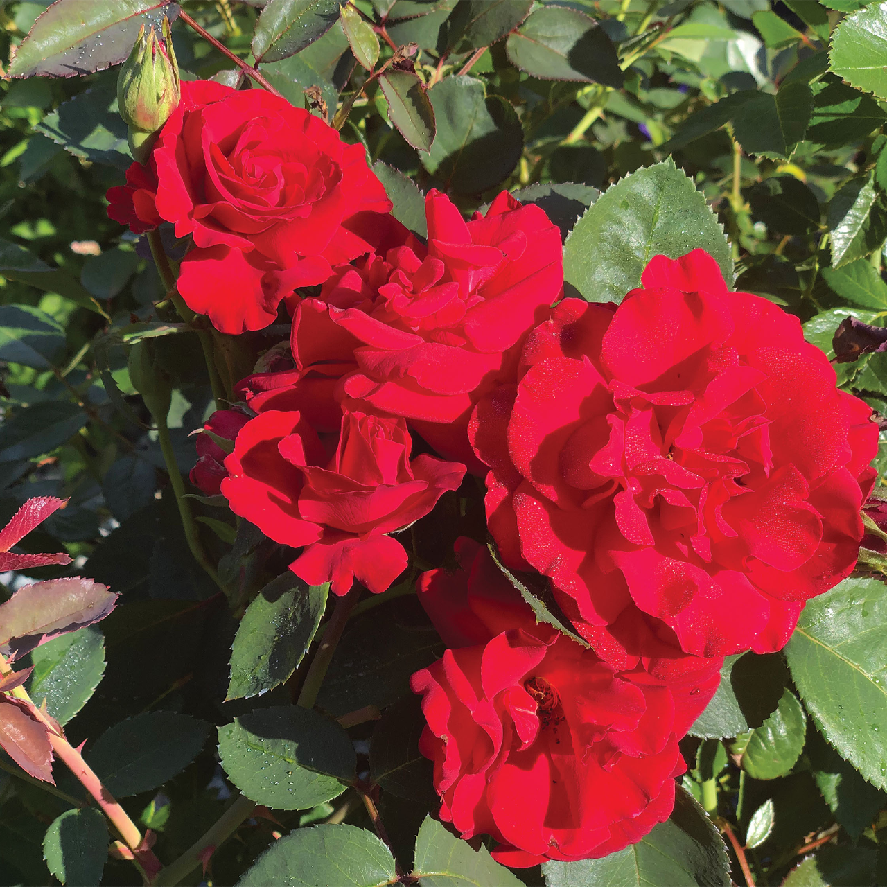Rose rouge « Gloire canadienne »