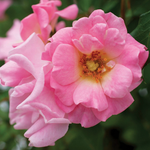 Rose rose « Blushing Drift »