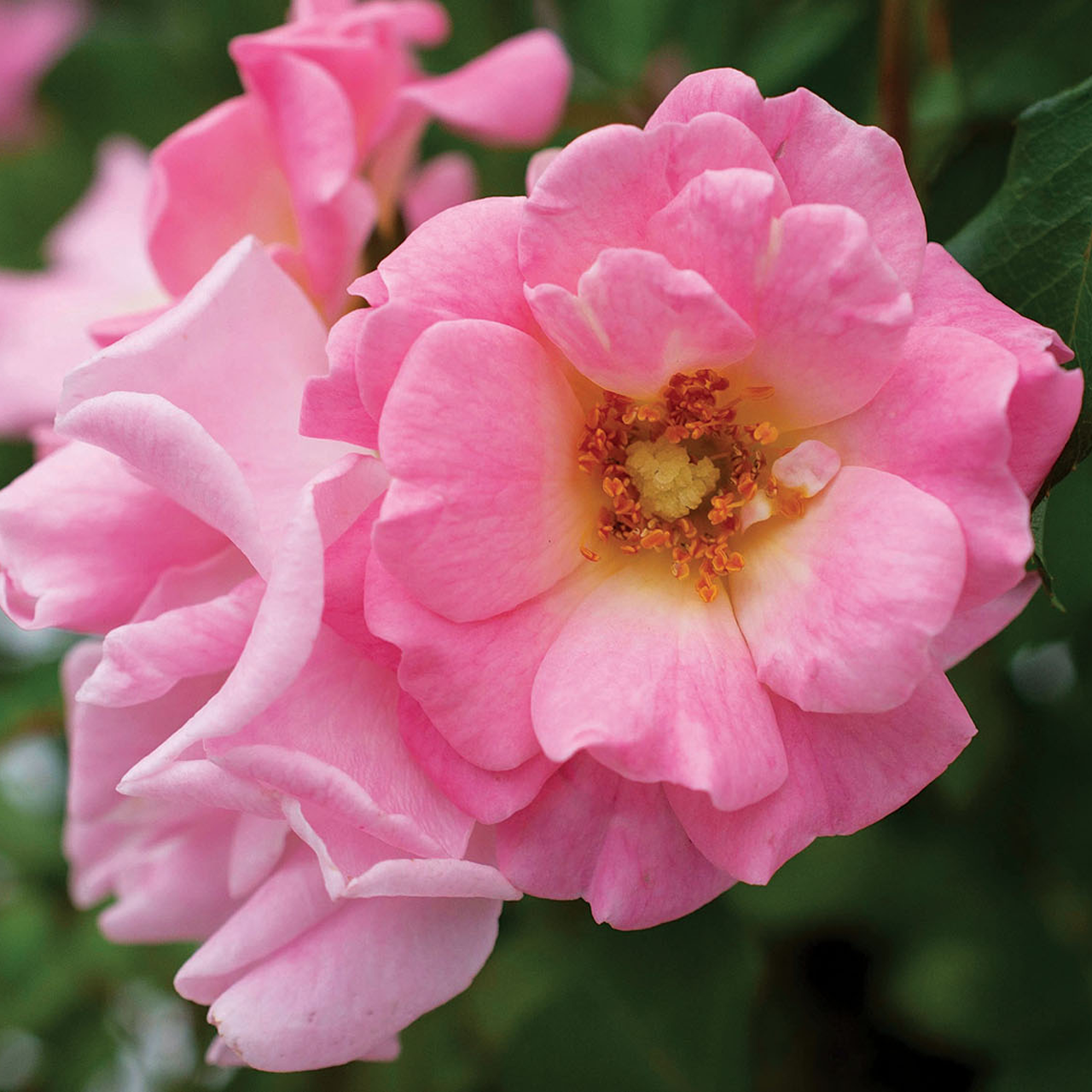 Rose rose « Blushing Drift »
