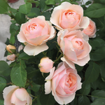 « Dylan Rose » Rose tendre-Blanc