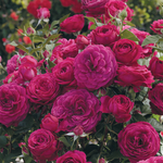 Rose prune-violette « Nuit Céleste »