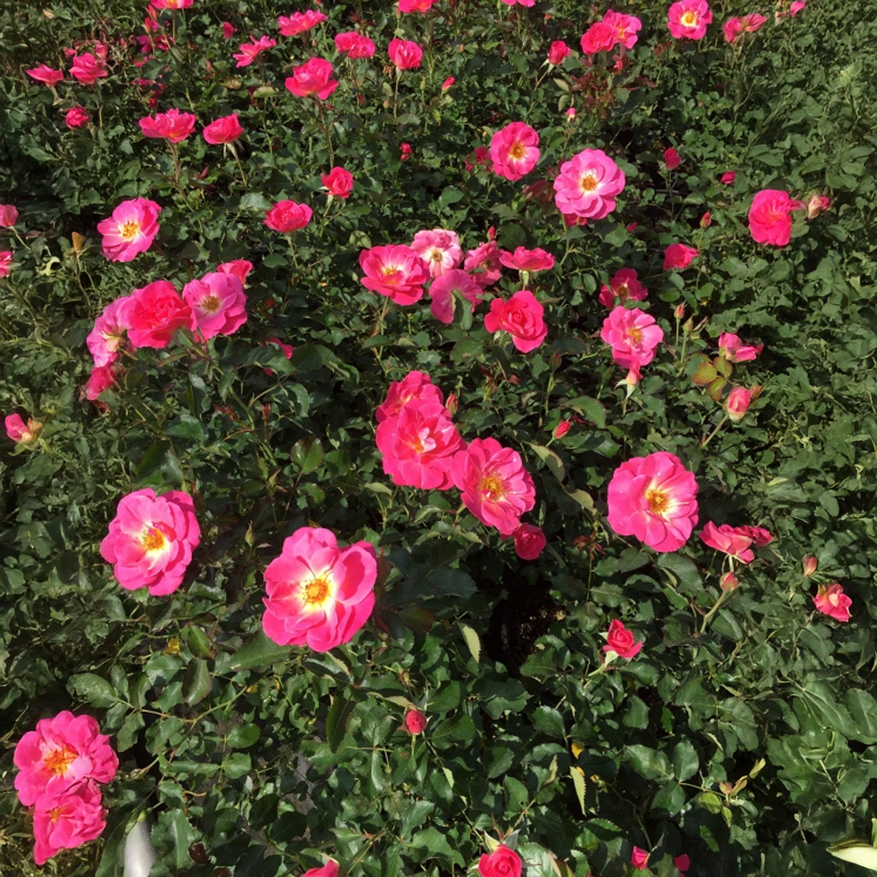 Rose rose coucher de soleil « Aurore boréale »