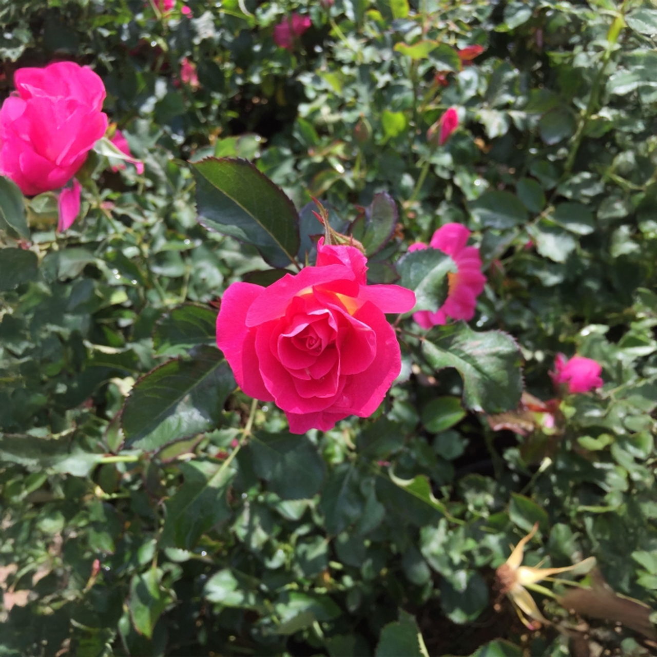 Rose rose coucher de soleil « Aurore boréale »