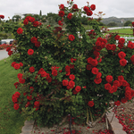 Rose grimpante rouge « Dame en rouge »