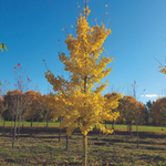Arbre sentinelle « Ginkgo Princeton » de 1,80 m