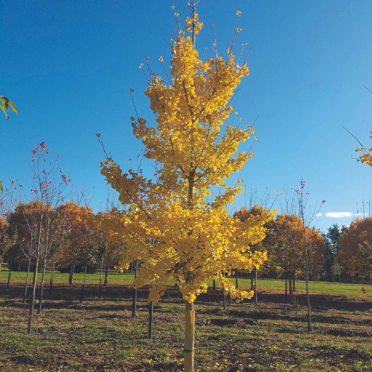 Arbre sentinelle « Ginkgo Princeton » de 1,80 m