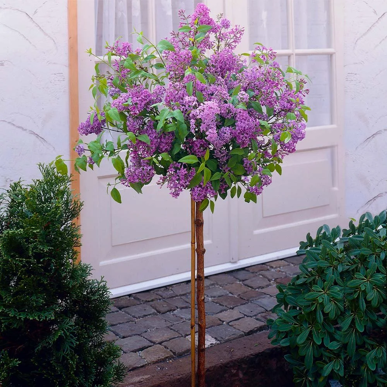 Lilas Bloomerang Violet Foncé sur Tige 1,2 m