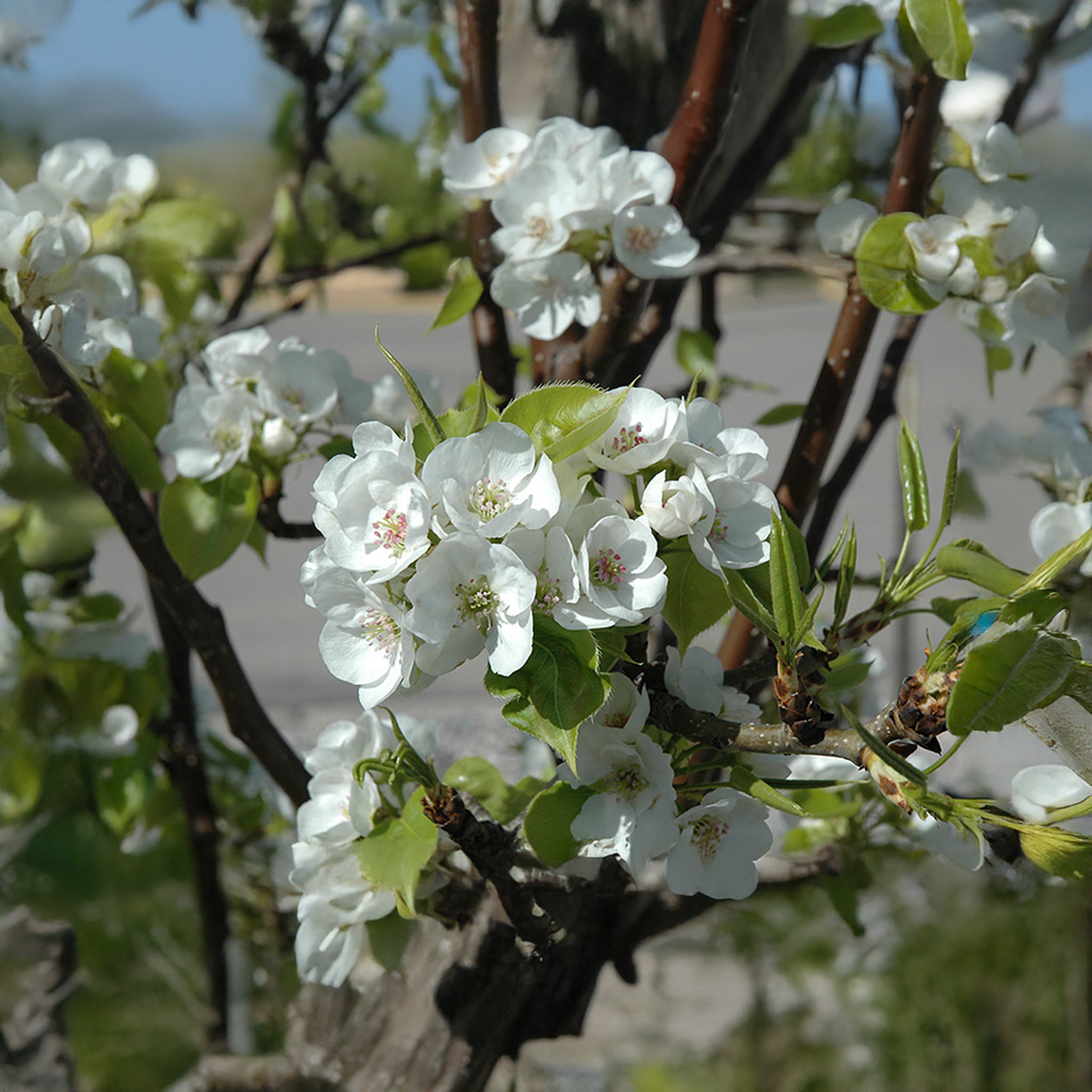 Poirier d'ornement « Prairie Gem »