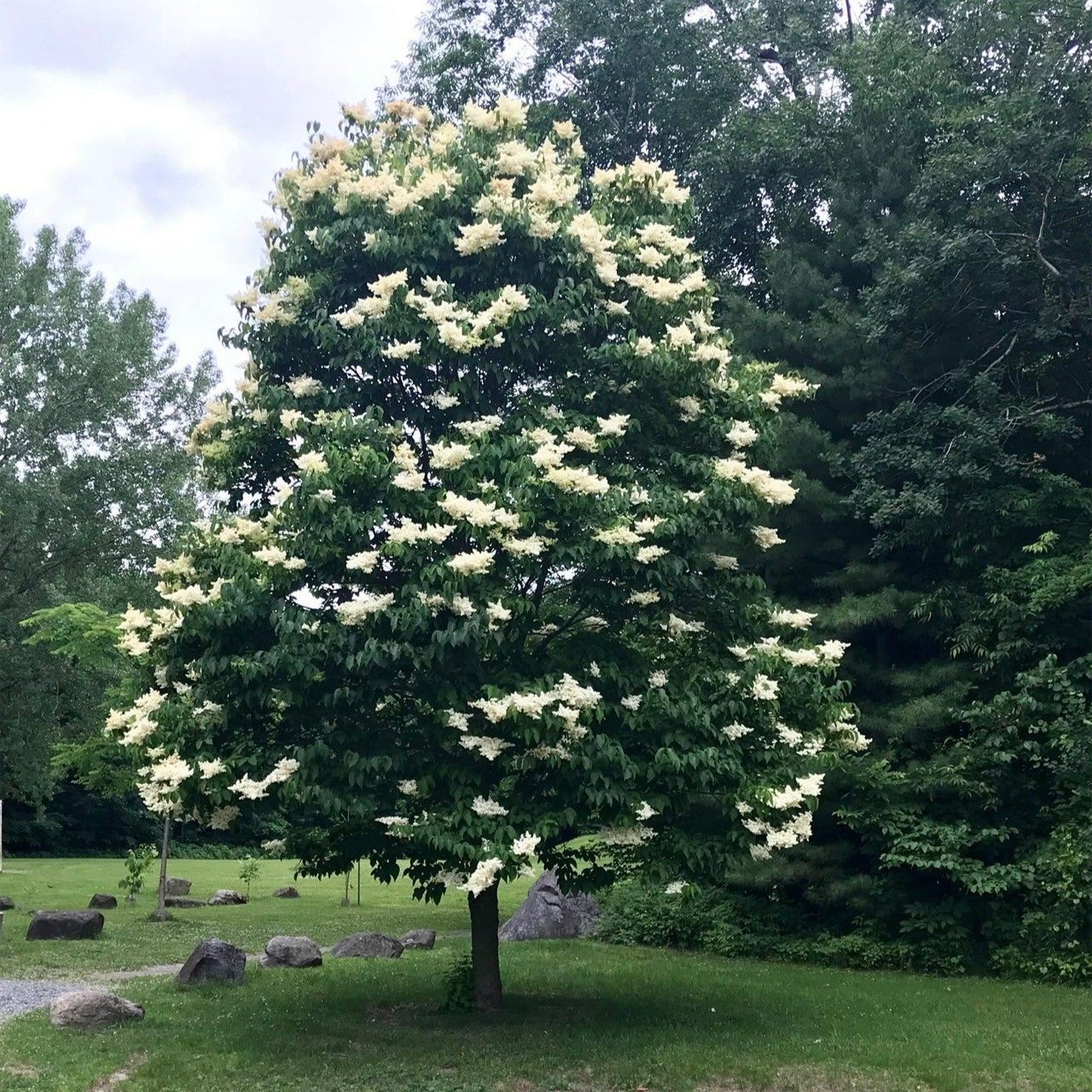 Lilas « Soie d'ivoire » de 1,80 m